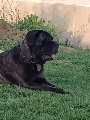 Pui Cane Corso 6 saptamani  - imagine 2