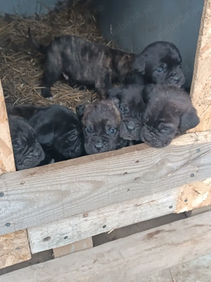 Pui Cane Corso 6 saptamani  - imagine 4