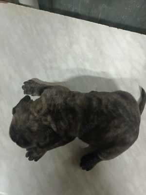Pui Cane Corso 6 saptamani  - imagine 5