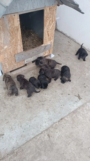Pui Cane Corso 6 saptamani  - imagine 3