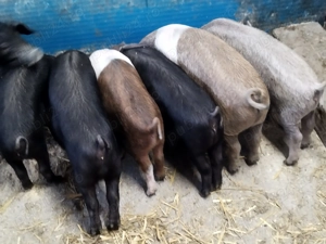 Purcei bazna+mangalița  - imagine 2