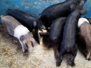 Purcei bazna+mangalița  - imagine 3