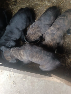 Cane Corso 6 saptamani  - imagine 2