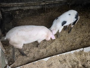 Vand porci 80 - 90 kg - imagine 2