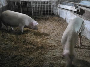 Vand porci greutate 150- 200 kg