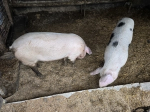 Vand porci 80 - 90 kg - imagine 3