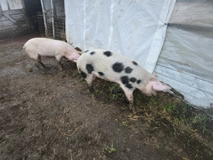 Vand porci 80 - 90 kg - imagine 4