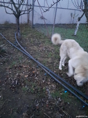 Vând mascul ciobănesc  - imagine 2