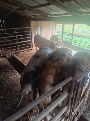 Porci de vânzare            