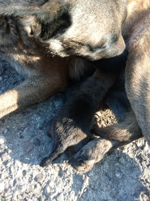 pui 100euro - imagine 2