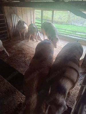 Porci de vânzare             - imagine 2