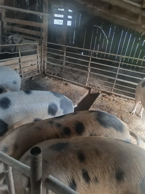Porci de vânzare             - imagine 3