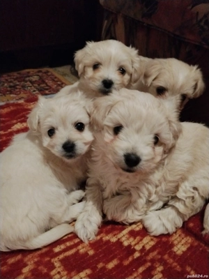 Vând bichon  - imagine 2