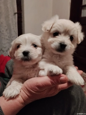 Vând bichon  - imagine 3