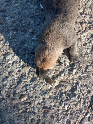 pui 100euro - imagine 4