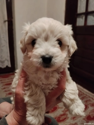 Vând bichon  - imagine 5