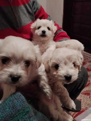 Vând bichon  - imagine 4