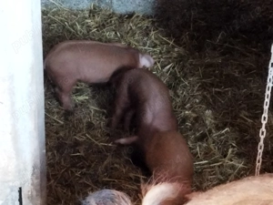 Scroafa duroc pur cu 10 purcei de 5 săptămâni  - imagine 3