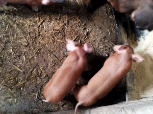 Scroafa duroc pur cu 10 purcei de 5 săptămâni  - imagine 4