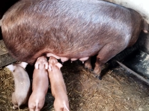 Scroafa duroc pur cu 10 purcei de 5 săptămâni  - imagine 2