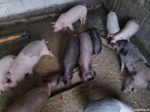 vand purcei - imagine 5