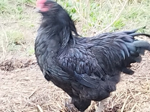 Cocosi tineri araucana  - imagine 2