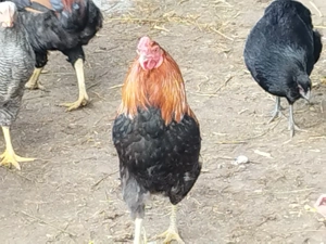 Cocosi tineri araucana 