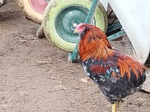 Cocosi tineri araucana  - imagine 4