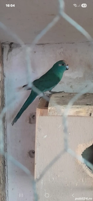 Papagali kakariki  - imagine 2