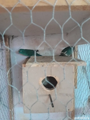 Papagali kakariki  - imagine 3