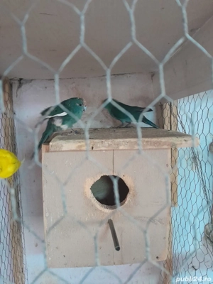 Papagali kakariki  - imagine 5