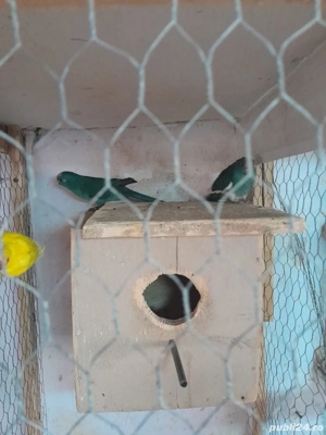 Papagali kakariki  - imagine 4