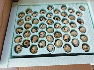 Prepeliță celadon  - imagine 3