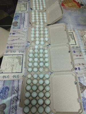 Prepeliță celadon  - imagine 2