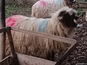 Vând mior   - imagine 2