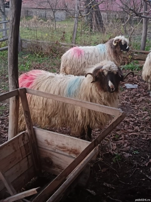 Vând mior   - imagine 4