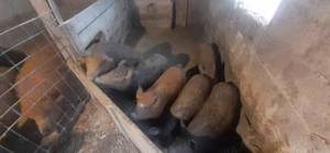 Pureci Mangalița 700 lei  - imagine 2