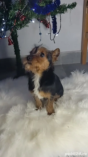 Baiat Yorkshire terrier de vanzare  - imagine 3