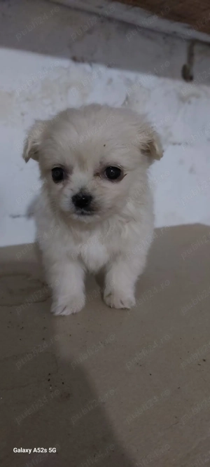 Donez cățeii metiși din bichon maltez  - imagine 3