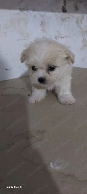 Donez cățeii metiși din bichon maltez  - imagine 2