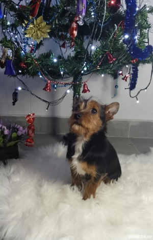 Baiat Yorkshire terrier de vanzare  - imagine 4