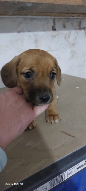 Donez cățeii metiși din bichon maltez  - imagine 5