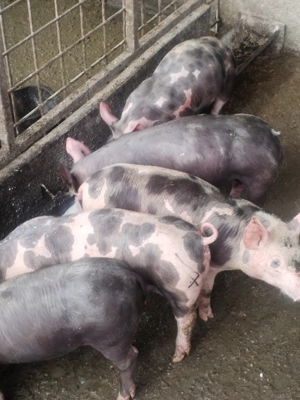 Purcei de rasă pietrean  - imagine 2