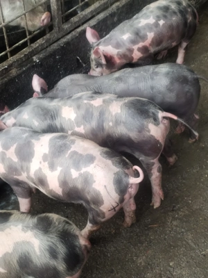 Purcei de rasă pietrean  - imagine 3