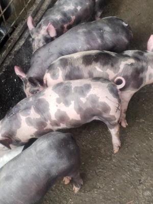 Purcei de rasă pietrean  - imagine 4