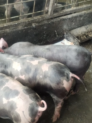 Purcei de rasă pietrean  - imagine 5