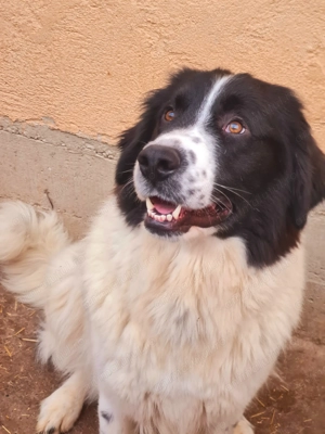 Ciobanesc de Bucovina 