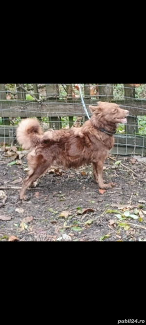 Cățea de întors oi și vaci rasa MUDI  - imagine 2