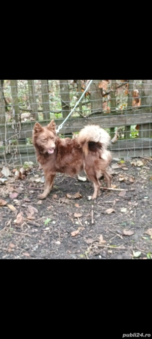 Cățea de întors oi și vaci rasa MUDI  - imagine 3