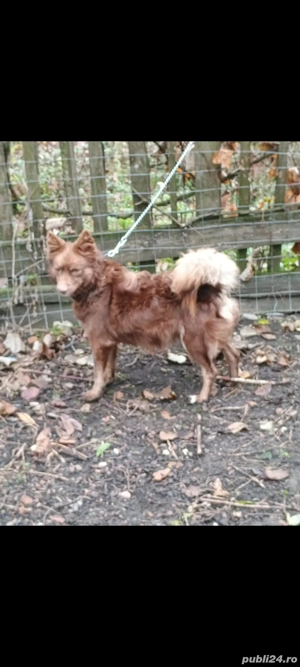 Cățea de întors oi și vaci rasa MUDI  - imagine 5